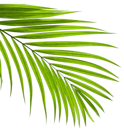 Andaman decorative left side illustration