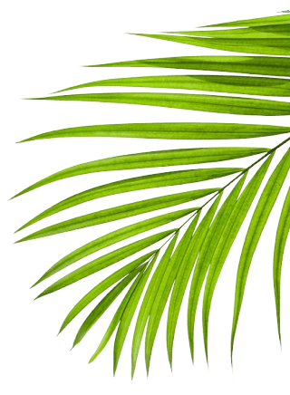 Andaman decorative right side illustration